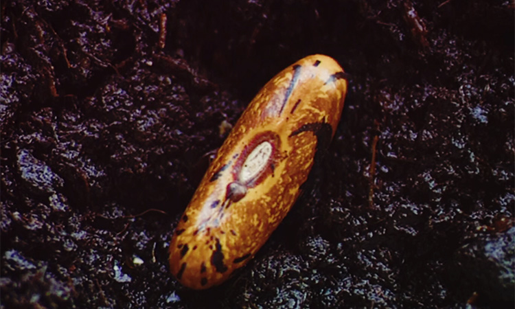 Naissance d'une plante à fleurs - 4mn 17s